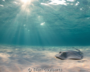 Ray of light

Male stingray at dawn by Ellen Cuylaerts 